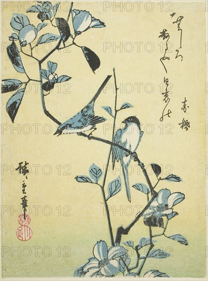Birds on camellia branch, 1830s, Utagawa Hiroshige ?? ??, Japanese, 1797-1858, Japan, Color woodblock print, chuban, 22.8 x 17 cm (9 x 6 5/8 in.)