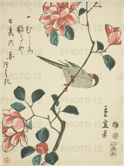 Sparrow on camellia branch, c. 1847/52, Utagawa Hiroshige II (Shigenobu), Japanese, 1826–1869, Japan, Color woodblock print, koban, 22 x 16.3 cm (8 3/4 x 6 3/8 in.)