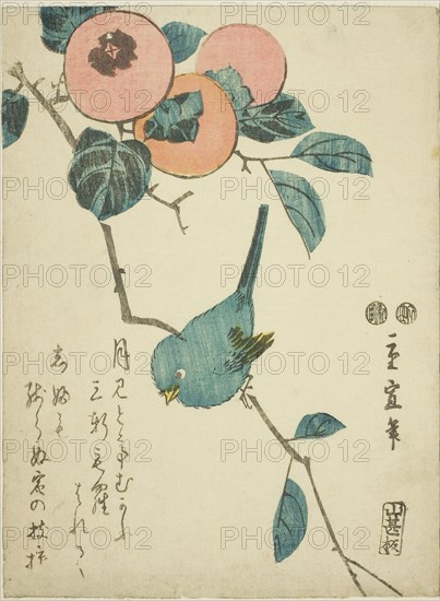 Japanese white-eye and persimmons, c. 1847/52, Utagawa Hiroshige II (Shigenobu), Japanese, 1826–1869, Japan, Color woodblock print, koban, 22.2 x 16.5 cm (8 3/4 x 6 1/2 in.)