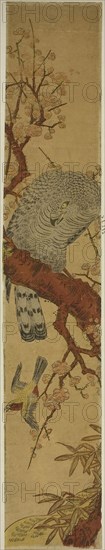 Hawk on Plum Branch Looking Down at Fleeing Bird, c. 1775, Attributed to Isoda Koryusai, Japanese, 1735-1790, Japan, Color woodblock print, hashira-e, 28 x 5 in.