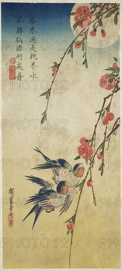 Swallows, pleach blossoms, and full moon, 1830s, Utagawa Hiroshige ?? ??, Japanese, 1797-1858, Japan, Color woodblock print, otanzaku, 37.2 x 16.7 cm (14 3/4 x 6 1/2 in.)