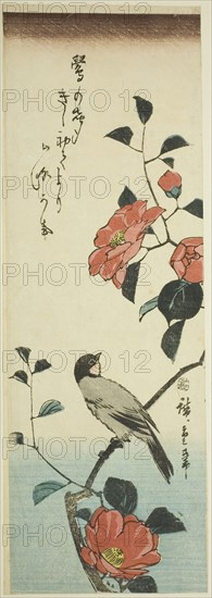 Camellia flowers and bullfinch, c. 1843/47, Utagawa Hiroshige ?? ??, Japanese, 1797-1858, Japan, Color woodblock print, aitanzaku, 13 1/4 x 4 1/2 in.