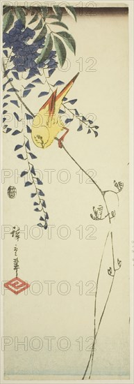 Canary and wisteria, c. 1843/47, Utagawa Hiroshige ?? ??, Japanese, 1797-1858, Japan, Color woodblock print, chutanzaku, 13 1/4 x 4 1/2 in.