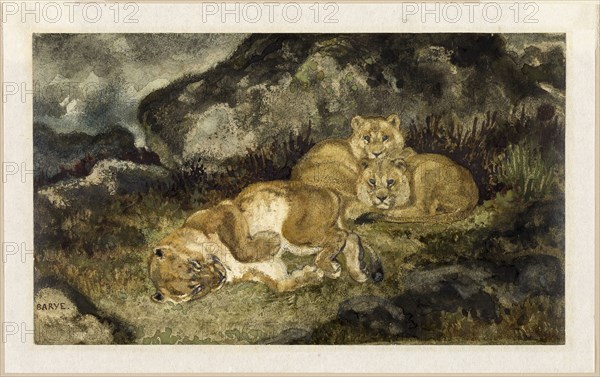 Lioness and Cubs, c. 1832, Antoine Louis Barye, French, 1795-1875, France, Watercolor, with graphite, on ivory wove paper, laid down on Japanese paper, 138 × 235 mm