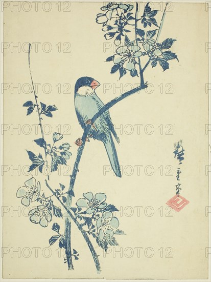Java sparrow on cherry branch, c. 1830/44, Utagawa Hiroshige ?? ??, Japanese, 1797-1858, Japan, Color woodblock print, koban, 22.7 x 16.9 cm (8 15/16 x 6 11/16 in.)