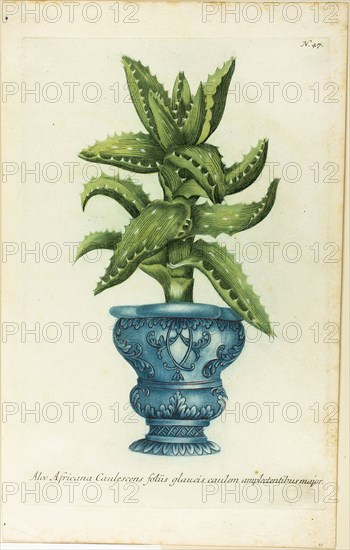 African Aloe, plate 47 from Phtanthoza Iconographia, 1736, Published by Johann Wilhelm Weinmann, German, 1683-1741, Germany, Color mezzotint and engraving on cream laid paper, 324 x 210 mm (plate), 375 x 230 mm (sheet)