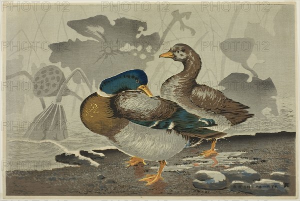 A pair of ducks by a lotus pond, 1879, Kobayashi Kiyochika, Japanese, 1847-1915, Japan, Color woodblock print, oban, 25.8 × 38.5 cm (10 3/16 × 15 3/16 in.)