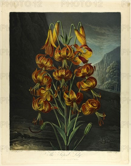 The Superb Lily, from The Temple of Flora, 1799, Richard Earlom (British, 1743-1822), after Ramsay Richard Reinagle (British, 1775-1862), England, Color mezzotint, aquatint and etching, inked à la poupée, with watercolor (hand-coloring) on cream wove paper, 447 × 360 mm (image), 483 × 360 mm (plate), 525 × 412 mm (ma×) (sheet)