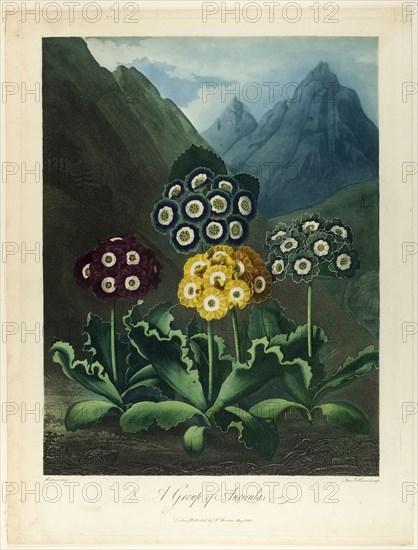 A Group of Auriculas, from The Temple of Flora, 1803, Frederick Christian Lewis, the elder (English, 1779-1856), James Hopwood, the elder (English, c. 1752-1819), after Peter Charles Henderson (English, active 1791-1829), published by Dr. Robert John Thornton (English, 1768-1837), England, Color aquatint, with stipple engraving and etching, inked à la poupée, with watercolor (hand-coloring) on cream wove paper, 250 × 185 mm (image), 375 × 277 mm (plate), 385 × 310 mm (sheet)