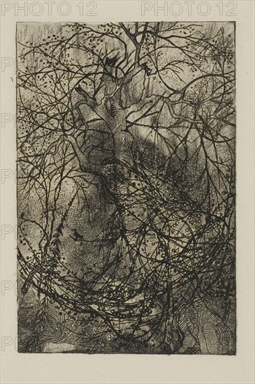 Tree Branches, n.d., Rodolphe Bresdin, French, 1825-1885, France, Etching on cream China paper, laid down on white wove paper, 101 × 69 mm (image), 172 × 122 mm (plate), 111 × 81 mm (primary support): 325 × 250 mm (secondary support)