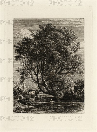 The Willow, n.d., Samuel Palmer, English, 1805-1881, England, Etching in black on paper, 90 × 67 mm (image), 115 × 85 mm (plate), 297 × 212 mm (sheet)