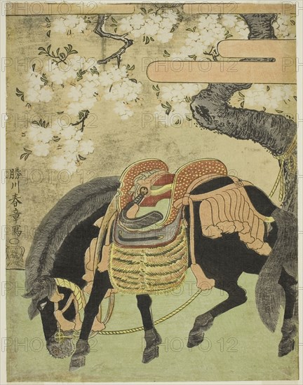 Black Horse Tethered under a Blossoming Cherry Tree, c. 1770, Katsukawa Shunsho ?? ??, Japanese, 1726-1792, Japan, Color woodblock print, chuban, 25.5 x 19.7 cm (10 1/16 x 7 3/4 in.)