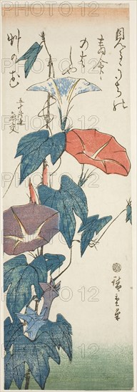 Morning Glories, c. 1840s, Utagawa Hiroshige ?? ??, Japanese, 1797-1858, Japan, Color woodblock print, tanzaku, 34 x 11.4 cm (13 3/8 x 4 1/2 in.)
