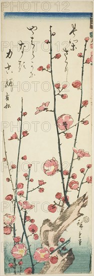 Blossoming plum branches, c. 1843/47, Utagawa Hiroshige ?? ??, Japanese, 1797-1858, Japan, Color woodblock print, chutanzaku, 34.7 x 11.2 cm