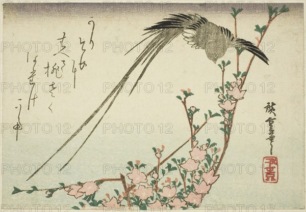 Long-tailed bird and peach blossoms, 1830s, Utagawa Hiroshige ?? ??, Japanese, 1797-1858, Japan, Color woodblock print, yotsugiriban, 13.1 x 19 cm