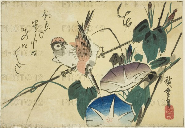 Sparrows and morning glories, 1830s, Utagawa Hiroshige ?? ??, Japanese, 1797-1858, Japan, Color woodblock print, yotsugiriban, 13 x 18.5 cm