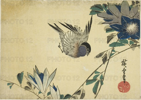 Bullfinch and clematis, 1830s, Utagawa Hiroshige ?? ??, Japanese, 1797-1858, Japan, Color woodblock print, yotsugiriban, 12.9 x 18.1 cm