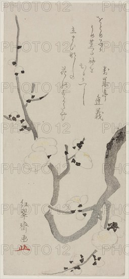 Plum Branch, late 18th century, Kitao Shigemasa, Japanese, 1739-1820, Japan, Color woodblock print, surimono, 8 3/8 x 3 3/4 in.