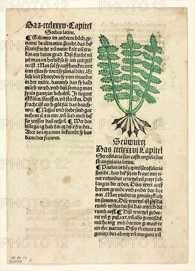 Figwort (recto), and Bloodroot (verso), from Gart der Gesundheit (Garden of Health), Plate 11 from Woodcuts from Books of the 15th Century, c. 1499, portfolio assembled 1929, Unknown Artist  (Augsburg, 15th century), printed and published by Johann Schönsperger the Elder (German, c. 1455–1521), original text by Johann Wonnecke von Cube (German, c. 1430–1503), portfolio text by Wilhelm Ludwig Schreiber (German, 1855–1932), Germany, Woodcut in black with hand-colored additions and letterpress in black (recto and verso) on cream laid paper, tipped onto cream wove paper mat, 110 x 63 mm (image, recto), 100 x 60 mm (image, verso), 243 x 173 mm (sheet)