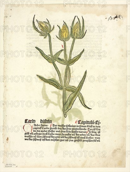 Thistle (recto) and Thistle buds (verso) from Gart Der Gesundheit (also called Hortus sanitatis, or Garden of Health), Plate 32 from Woodcuts from Books of the 15th Century, 1485, portfolio assembled 1929, Attributed to Erhard Reuwich (Dutch, c. 1455–c. 1490), printed and published by Peter Schöffer (German, c. 1425–c. 1503), original text by Johann Wonnecke von Cube (German, c. 1430–1503), portfolio text by Wilhelm Ludwig Schreiber (German, 1855–1932), Netherlands, Woodcut in black with hand-colored additions and letterpress in black with rubrication (recto and verso) on cream laid paper, tipped onto cream wove paper mat, 165 x 95 mm (image, recto), 145 x 72 mm (image, verso), 265 x 200 mm (sheet)