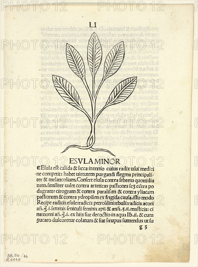 Esula Minor from Herbarium, Plate 46 from Woodcuts from Books of the 15th Century, 1491, portfolio assembled 1929, Unknown Artist (Vicenza, late 15th century), printed and published by Leonardus Achates (Swiss, active Italy, 1472-1491), original text by Arnaldus de Villa Nova (Spanish, c. 1240–1311), portfolio text by Wilhelm Ludwig Schreiber (German, 1855–1932), Italy, Woodcut in black, and letterpress in black (recto and verso), on cream laid paper, tipped onto cream wove paper mat, 93 x 64 mm (image), 195 x 141 mm (sheet)