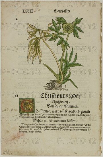 Christwurz (Hellebore) from Herbarium (Kräuterbuch), plate 96 from Woodcuts from Books of the XVI Century, 1532, assembled into portfolio 1937, Hans Weiditz II (Master of Petrarch) (German, c.1495-1536), assembled by Max Geisberg (Swiss, 1875-1943), Germany, Hand-colored woodcut on paper, 142 × 110 mm (image), 241 × 149 mm (image/te×t), 301 × 197 mm (sheet)