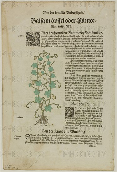 Leaf from New Kreuterbuch by Hieronymus Bock, plate 98 from Woodcuts from Books of the XVI Century, 1580, assembled into portfolio 1937, Attributed to David Kandel (German, c. 1520/25-1592/96), assembled by Max Geisberg (Swiss, 1875-1943), Germany, Woodcut on paper, 144 × 68 mm (image), 257 × 161 mm (image/te×t), 319 × 214 mm (sheet)