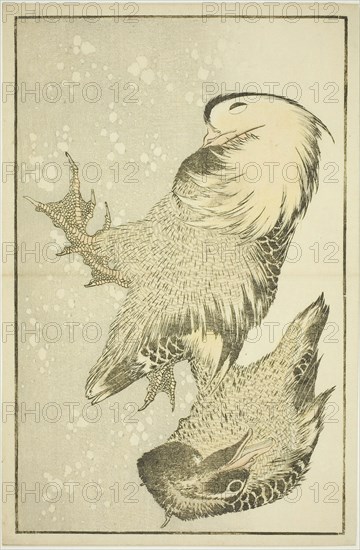 Two Waterfowl, from The Picture Book of Realistic Paintings of Hokusai (Hokusai shashin gafu), c. 1814, Katsushika Hokusai ?? ??, Japanese, 1760-1849, Japan, Color woodblock print (album sheet), 22.3 x 34 cm (8 3/4 x 13 3/8 in.)