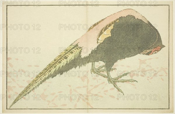 Male Pheasant, from The Picture Book of Realistic Paintings of Hokusai (Hokusai shashin gafu), c. 1814, Katsushika Hokusai ?? ??, Japanese, 1760-1849, Japan, Color woodblock print (album sheet), 22 x 33.8 cm (8 5/8 x 13 5/16 in.)