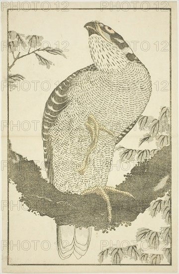 Hawk, from The Picture Book of Realistic Paintings of Hokusai (Hokusai shashin gafu), c. 1814, Katsushika Hokusai ?? ??, Japanese, 1760-1849, Japan, Color woodblock print (album sheet), 33.8 x 22 cm