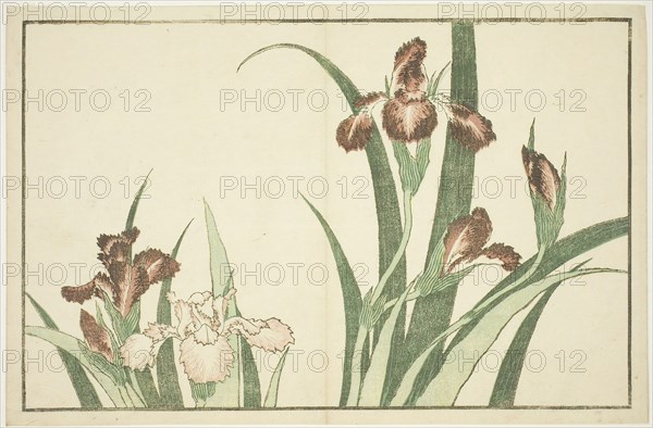 Iris, from The Picture Book of Realistic Paintings of Hokusai (Hokusai shashin gafu), c. 1814, Katsushika Hokusai ?? ??, Japanese, 1760-1849, Japan, Color woodblock print (album sheet), 22.3 x 34 cm (8 3/4 x 13 3/8 in.)