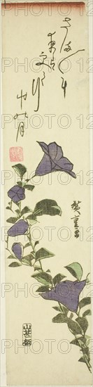 Chinese Bell Flowers, c. 1830s, Utagawa Hiroshige ?? ??, Japanese, 1797-1858, Japan, Color woodblock print, tanzaku, 34.3 x 7.5 cm (13 1/2 x 3 in.)