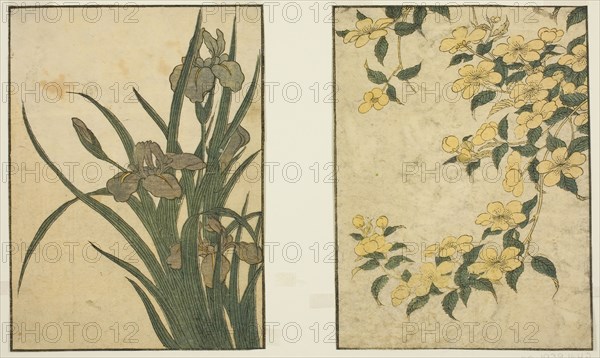Kerria and Iris, from the illustrated book Picture Book: Flowers of the Four Seasons (Ehon shiki no hana), vol. 1, New Year, 1801, Kitagawa Utamaro ??? ??, Japanese, 1753 (?)-1806, Japan, Color woodblock print, 2 pages from illustrated book
