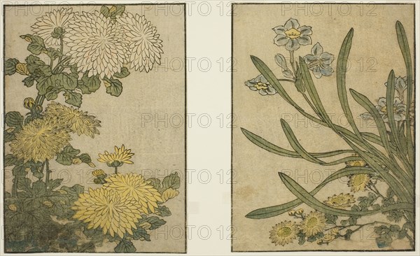Chrysanthemum and Narcissus, from the illustrated book Picture Book: Flowers of the Four Seasons (Ehon shiki no hana), vol. 2, New Year, 1801, Kitagawa Utamaro ??? ??, Japanese, 1753 (?)-1806, Japan, Color woodblock print, 2 pages from illustrated book