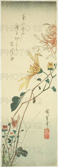 Chrysanthemums, c. 1840, Utagawa Hiroshige ?? ??, Japanese, 1797-1858, Japan, Color woodblock print, chutanzaku, 37.8 x 13 cm (5 1/16 x 14 7/8 in.)