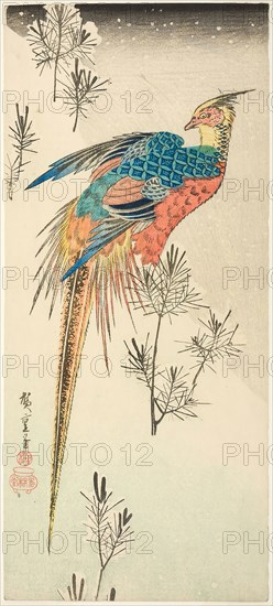 A Golden Pheasant Perched on a Steep Snowy Hillside amid Small Pine Saplings, c. 1833, Utagawa Hiroshige ?? ??, Japanese, 1797–1858, Japan, Color woodblock print, otanzaku, 37 x 16.5 cm (6 1/2 x 14 1/2 in.)