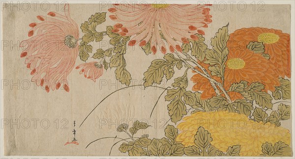 Chrysanthemums, early 1780s, Katsukawa Shunsho ?? ??, Japanese, 1726-1792, Japan, Color woodblock print, surimono, 19.8 x 37 cm (7 13/16 x 14 5/8 in.)