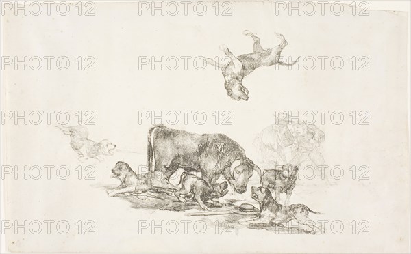 Bull Attacked by Dogs, 1824–25, Francisco José de Goya y Lucientes, Spanish, 1746-1828, Spain, Lithograph on ivory wove paper, 198 x 315 mm