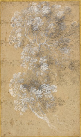 Sketch of Foliage and Branches, c. 1645–50, Angeluccio, Italian, 1620/25-1645/50, France, Black chalk, white and gray gouache, on tan laid paper, laid down on perimeter to cream wove card, 393 × 232 mm