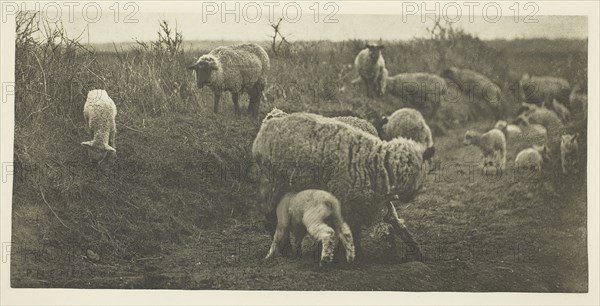 A March Pastoral (Suffolk), c. 1883/87, printed 1888, Peter Henry Emerson, English, born Cuba, 1856–1936, England, Photogravure, pl. XII from the album "Pictures of East Anglian Life" (1888), 11.3 × 23.5 cm (image/paper), 33.9 × 42.6 cm (album page)