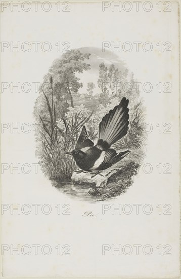 The Magpie, 1843, Charles François Daubigny, French, 1817-1878, France, Etching and engraving on white wove paper, 170 × 125 mm (image), 300 × 195 mm (sheet)