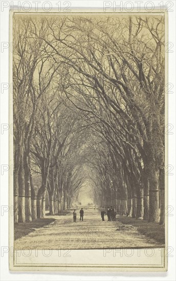 Untitled (avenue of trees), n.d., American, 19th century, United States, Albumen print, 9 x 5.8 cm (image), 10.1 x 6.1 cm (card)