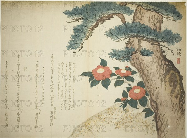 A Pine Tree and Camellias, c. 1815, Niwa Tokei, Japanese, 1760-1822, Japan, Color woodblock print, surimono, 54.8 x 40.7 cm