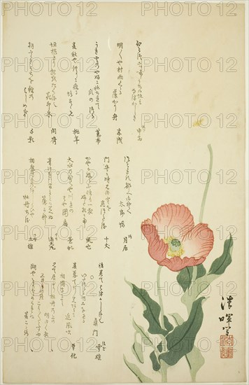 Two Poppies, c. early 1820s, Yokoyama Seiki, Japanese, 1793-1865, Japan, Color woodblock print, surimono, 24.4 x 38.0 cm