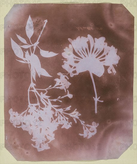 Two Plant Specimens, 1839, William Henry Fox Talbot, English, 1800–1877, England, Photogenic drawing, 22.1 × 18 cm (8 11/16 × 7 1/8 in., image/paper), 29 × 21.5 cm (mount)