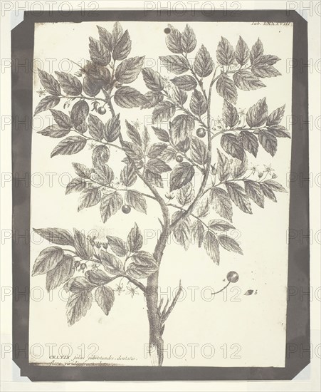 Copy of Botanical Engraving of Celtis, 1840/45, William Henry Fox Talbot, English, 1800–1877, England, Salted paper print, 21.5 × 16 cm (image), 23.2 × 18.7 cm (paper)