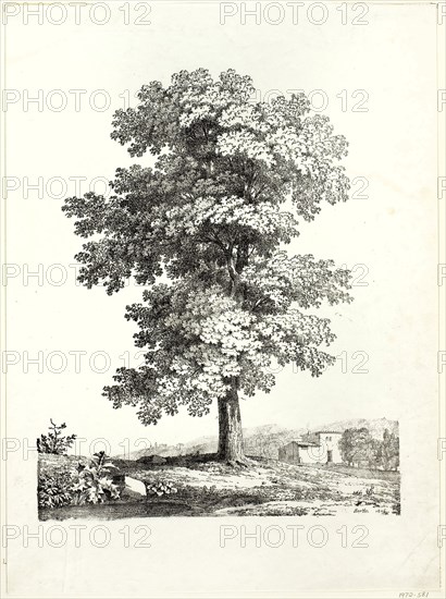 Study of a Tree, 1816, Jean Victor Bertin (French, 1775-1842), printed by Comte de Charles Philibert Lasteyrie du Saillant (French, 1759-1849), France, Lithograph in black on ivory wove paper, 381 × 310 mm (image), 499 × 369 mm (sheet)