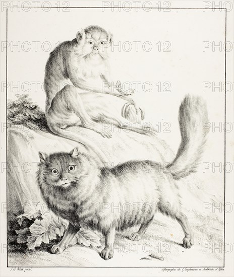 Cat and Monkey, 1814/16, Gottfried Engelmann (French, 1788-1839), after Jean Baptiste Huet (French, 1745-1811), France, Lithograph in black on ivory wove paper, 302 × 252 mm (image), 410 × 313 mm (sheet)