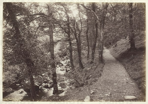 Dolgelley, View in Torrent Walk, 1860/94, Francis Bedford, English, 1816–1894, England, Albumen print, 19.9 × 28.8 cm (image/paper)