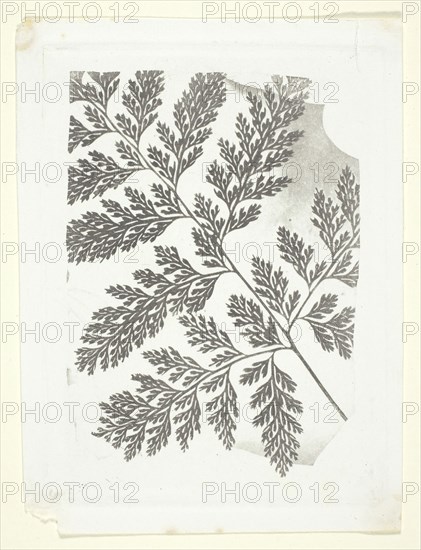Branch of a Fern, c. 1853/58, William Henry Fox Talbot, English, 1800–1877, England, Photoglyphic engraving made without a gauze or resin ground screen, 8 × 11 cm (image), 10.5 × 14.2 cm (paper)